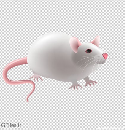 تصویر موش سفید آزمایشگاهی با پسوند پی ان جی