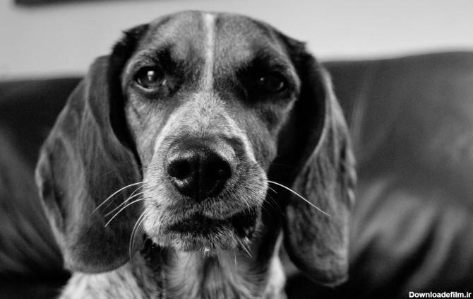 تصویری سیاه و سفید از یک سگ