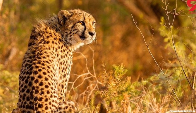 نام چیتا در لیست حیوانات در حال انقراض
