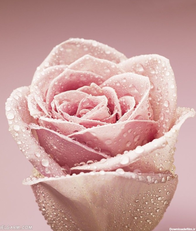 85 عکس گل رز با رنگ های زیبا و خاص