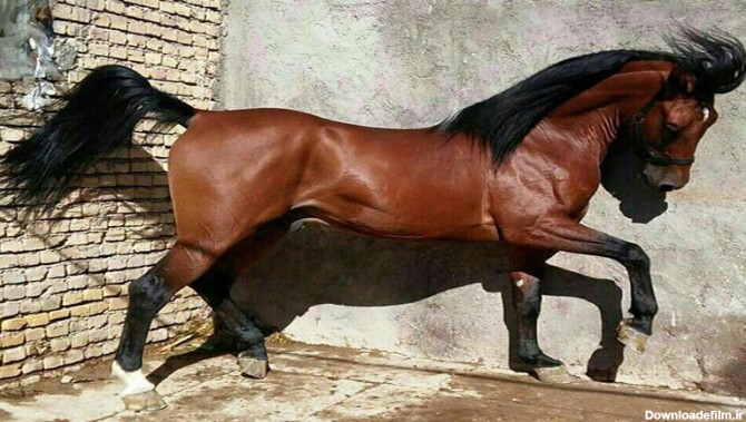 عکس زیباترین اسب های ایرانی