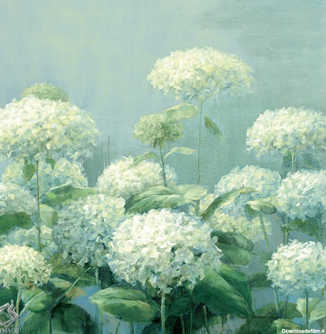 گالری ایماژ: تابلو نقاشی مریم گلی باغی هیدرانی سفید