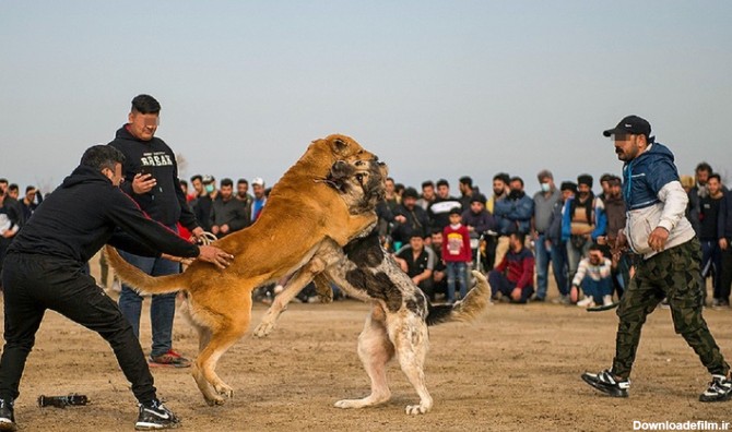 تصاویر| مسابقات جنگ خونین سگ‌ها در مازندران