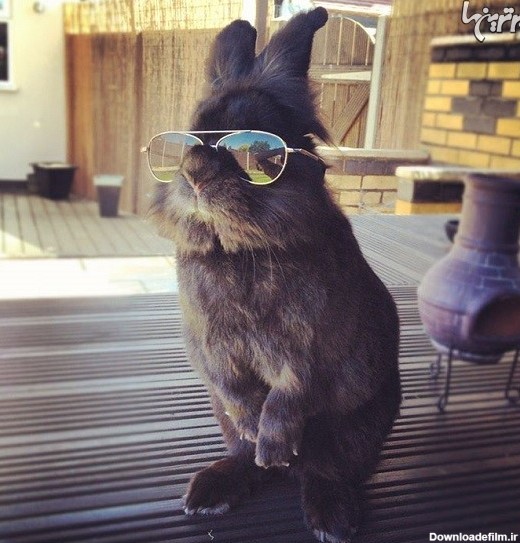 خرگوش با عینک آفتابی؛ سوژه فتوشاپ‌کاران اینترنت شد