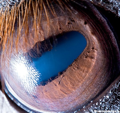 تفاوت‌های حیرت‌آور چشمان حیوانات در نزدیک‌ترین نما +تصاویر