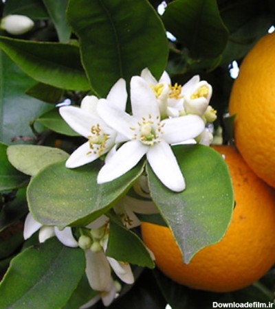 چای بهار نارنج و خواص بی‌نظیر آن برای سلامت بدن