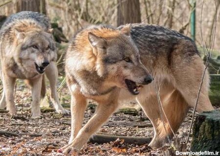 حضور گرگ‌ها در سقز؛ مردم مراقب باشند - مشرق نیوز
