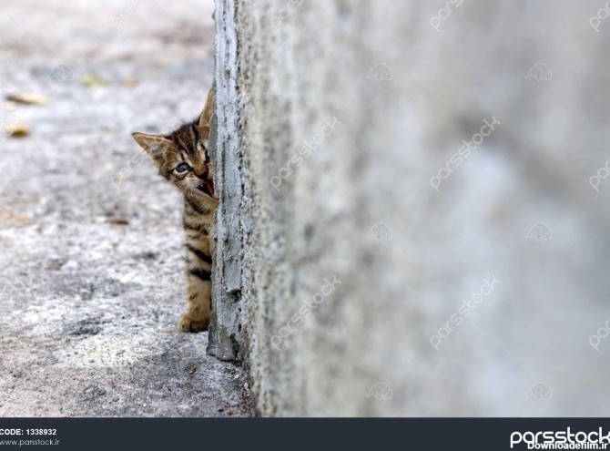 گربه ماده بچه گربه قایم شدن پشت یک دیوار انتخابی تمرکز نسخه فضا ...