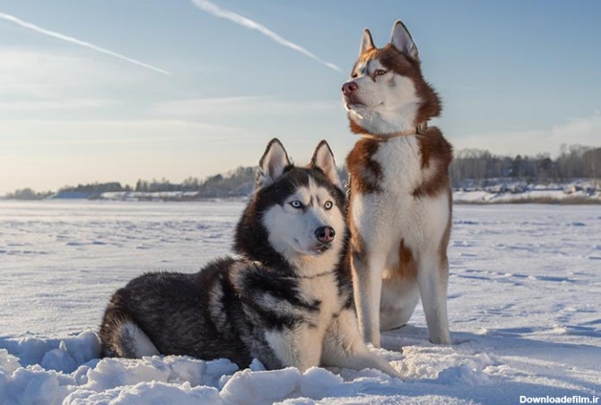 مشخصات کامل، قیمت و خرید نژاد سگ سیبرین هاسکی (Siberian ...