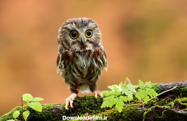 عکس بچه جغد بامزه cute baby owl
