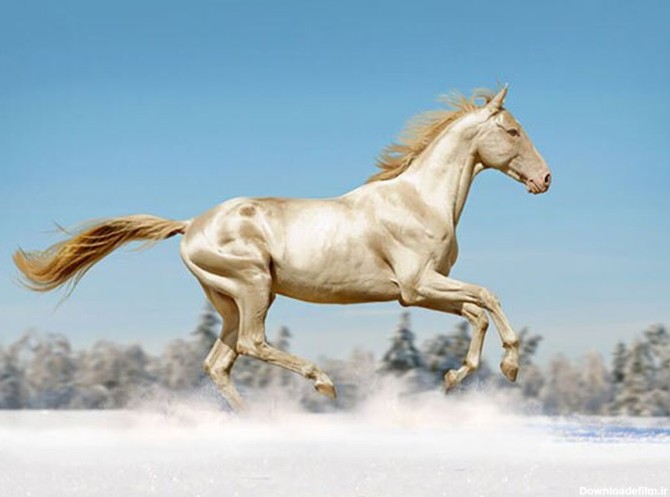 فرارو | (ویدئو) زیباترین اسب جهان با رنگی خاص و نژادی ایرانی