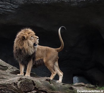 عکس نعره شیر سلطان جنگل lion predator stone