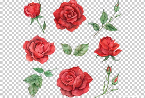Borchin-ir-red Rose flower عکس گل رز،غنچه گل رز،برگ گل رز۲