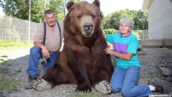 زندگی یک خانواده با خرس بزرگ