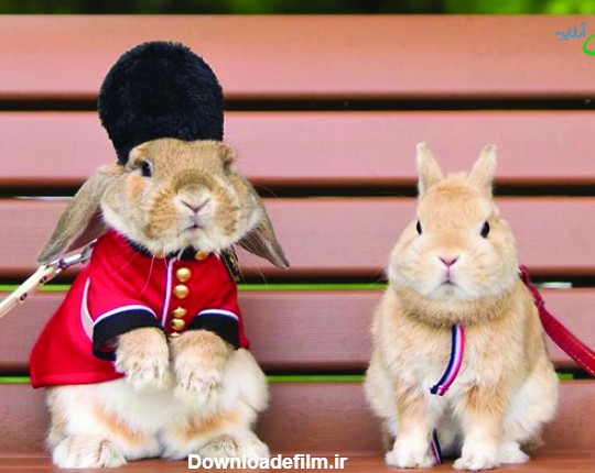 تصاویر با مزه ترین و خوش تیپ ترین خرگوش دنیا !!!!!! | طرفداری