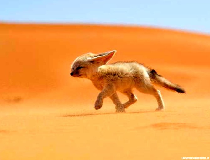 جالب‌ترین روباه جهان/عکس