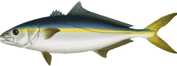 تعريف ماهي| کاملترین درسنامه فیزیولوژی ماهی ها | تاریخچه ...