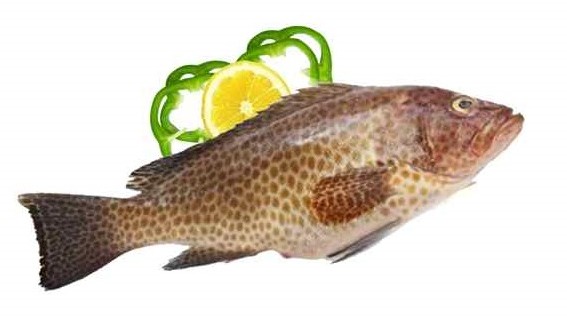 انواع ماهی جنوب