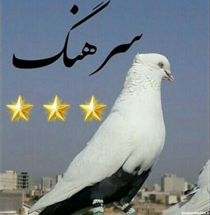 سلطان کبوتر - YouTube