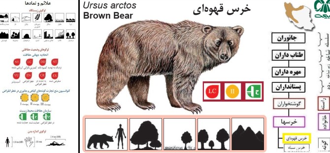 خرس قهوه‌ای|بزرگ‌ترین گوشت‌خوار ایران|خرس قهوه‌ای در ایران