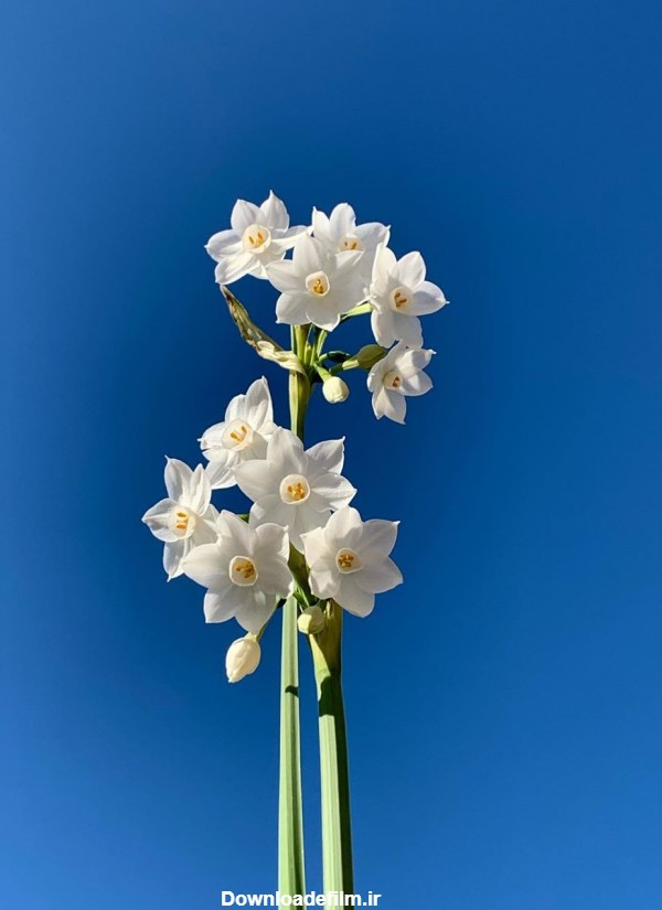 عگس زیبا از شاخه گل نرگس سفید با زمینه آسمان آبی