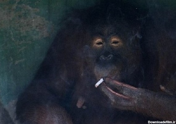 وقتی حیوانات سیگاری می شوند! (+عکس)