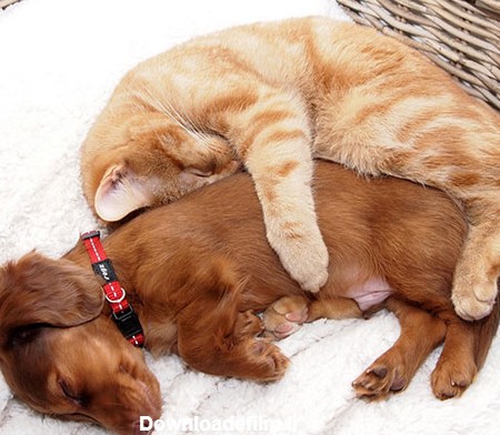 تصاویری برای اثبات دوستی سگ و گربه - مجله تصویر زندگی