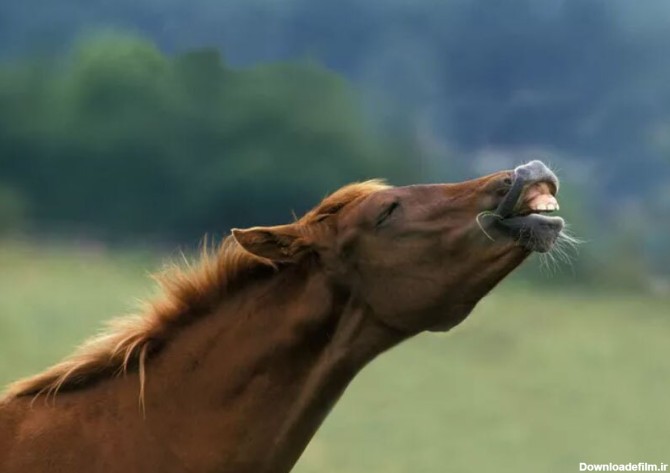 فرارو | ۱۲ حقیقت باورنکردنی درباره اسب‌ها که نمی‌دانستید