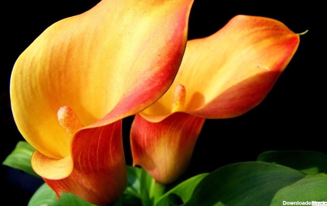 عکس گل زرد شیپوری