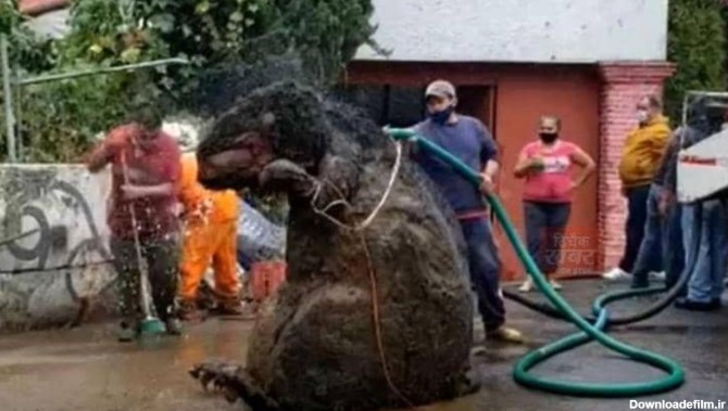 داستان کشف موش عظیم‌الجثه‌ای در فاضلاب مکزیک