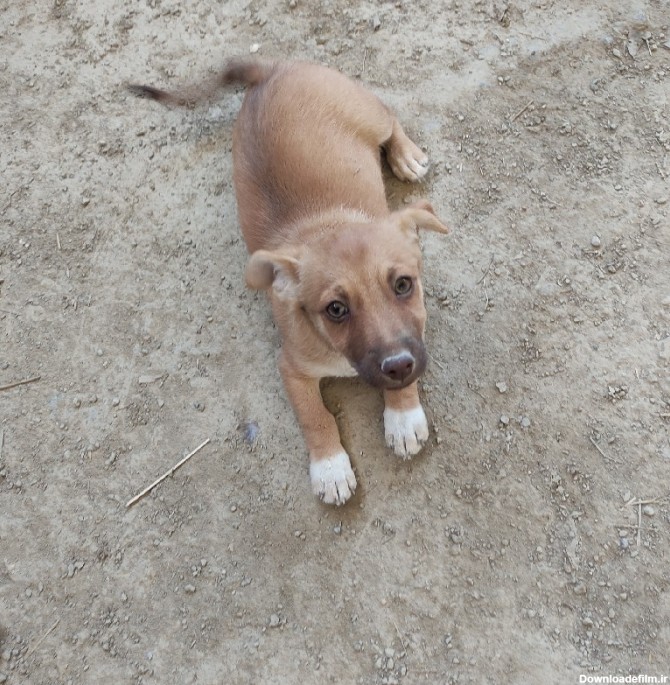 سگ پاکوتاه | ثبت آگهی اینترنتی