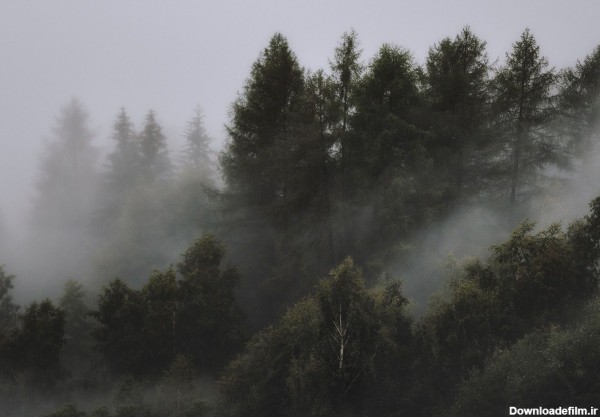 عکس زمینه جنگل مه آلود پس زمینه | والپیپر گرام