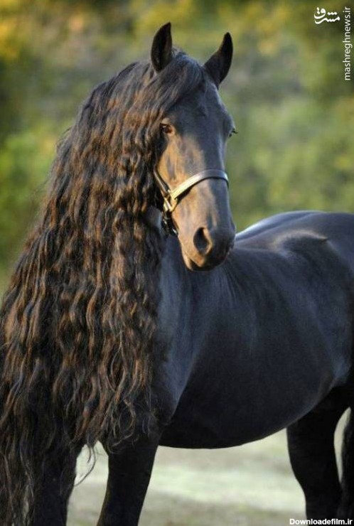 مشرق نیوز - عکس/ زیباترین اسب سیاه جهان