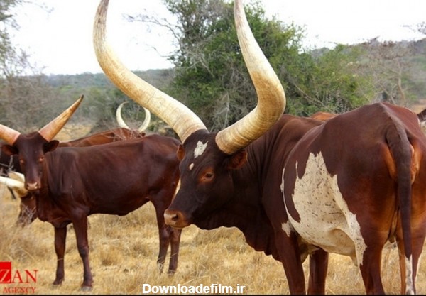 عجیب ترین حیوان آفریقا را بشناسید+تصاویر