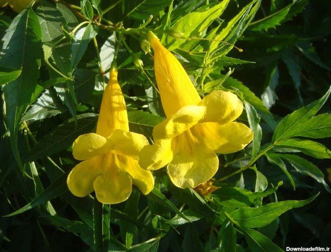 بذر گل تکوما یا شیپور طلایی به همراه معرفی و راهنمای کامل کاشت