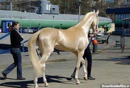 زیباترین و گران ترین  اسب  دنیا + عکس