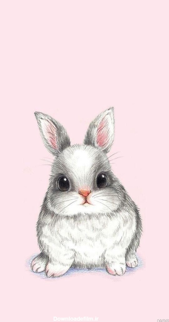 عکس خرگوش برای تصویر زمینه - عکس نودی