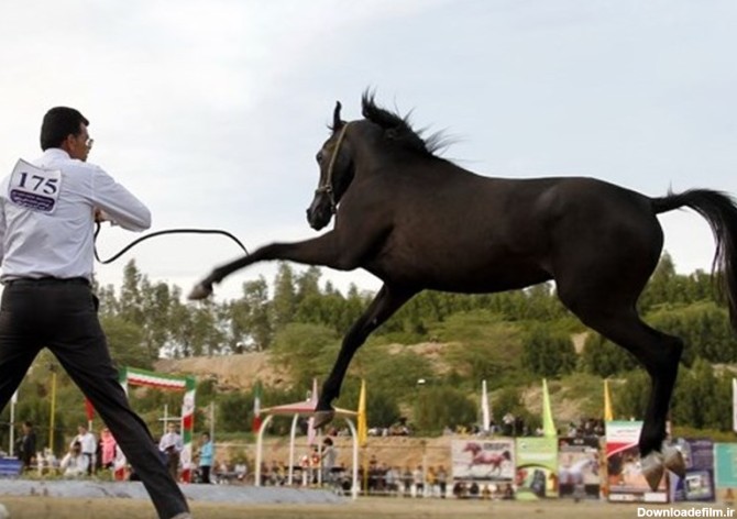 پایان هفته سوم رقابت های کورس اسب دوانی در مشهد - تسنیم