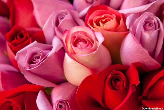 معنی رنگ گل رز | مفهوم گل رز | رنگ های گل رز | گلفروشی آنلاین سرای گل