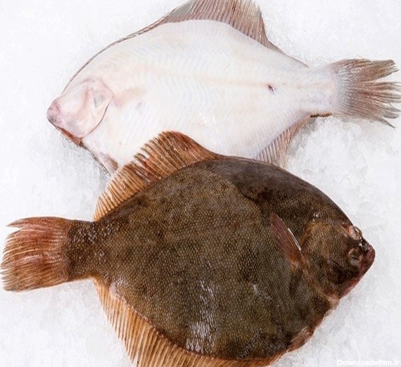 خواص ماهی کفشک جنوب از انوع ماهی های مسطح شامل چه موارد مهمی ...