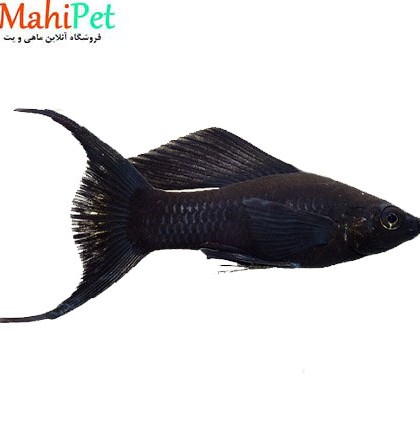 ماهی مولی بالن دم عقربی مشکی 3 تا 5 سانت (جفت)