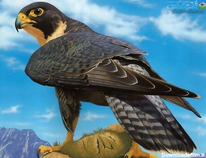 زیباترین والپیپر شاهین شکاری best falcon wallpaper