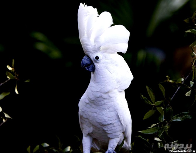 طوطی کاکادو ی سفید تاج را بشناسید! | پردونه
