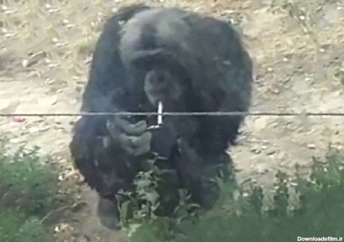 تصاویری از سیگار کشیدن یک شامپانزه در باغ وحش چین - تسنیم