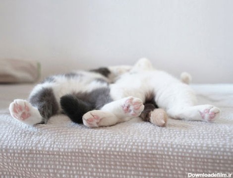 بچه گربه های دوست داشتنی در خواب