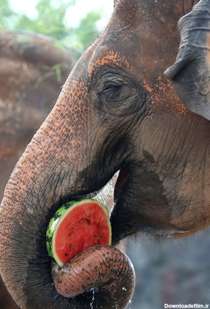 تصاویر روز: از هندوانه خوردن یک فیل در کره جنوبی تا تمرین ...