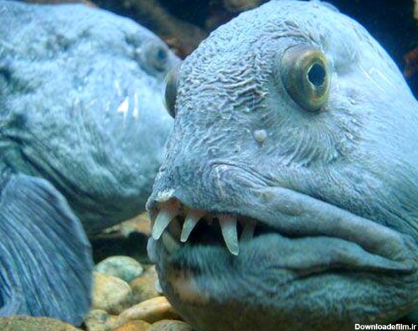 عکس: گرگ ماهی؛ ترسناک ترین موجود دریا!