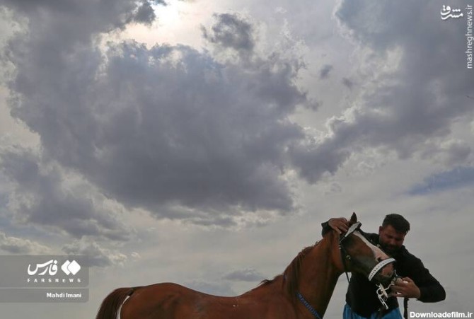 مشرق نیوز - عکس/اولین جشنواره «شو سواری» اسب های اصیل در اَهَر