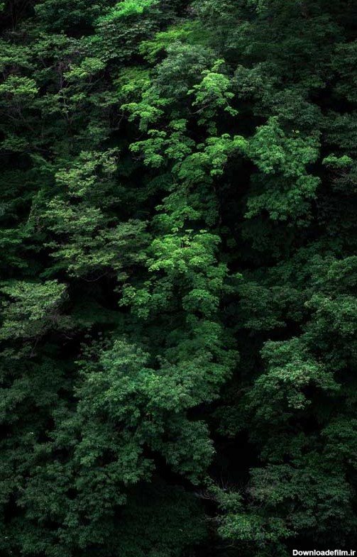 تصویر باکیفیت از شاخه های سبز درختان | تیک طرح مرجع گرافیک ایران