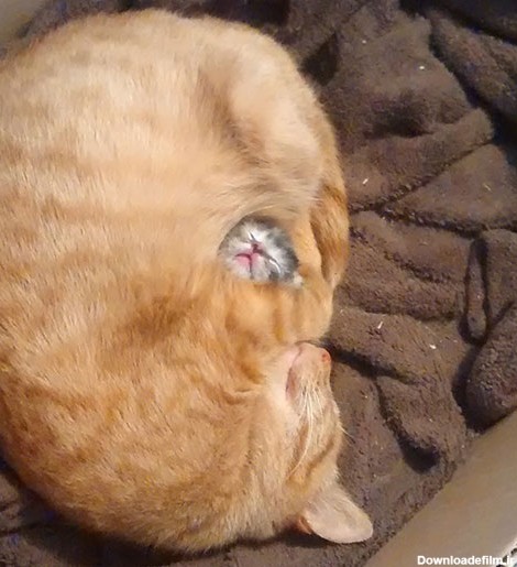 عکس گربه های ملوس - بچه گربه - گربه ها در خواب